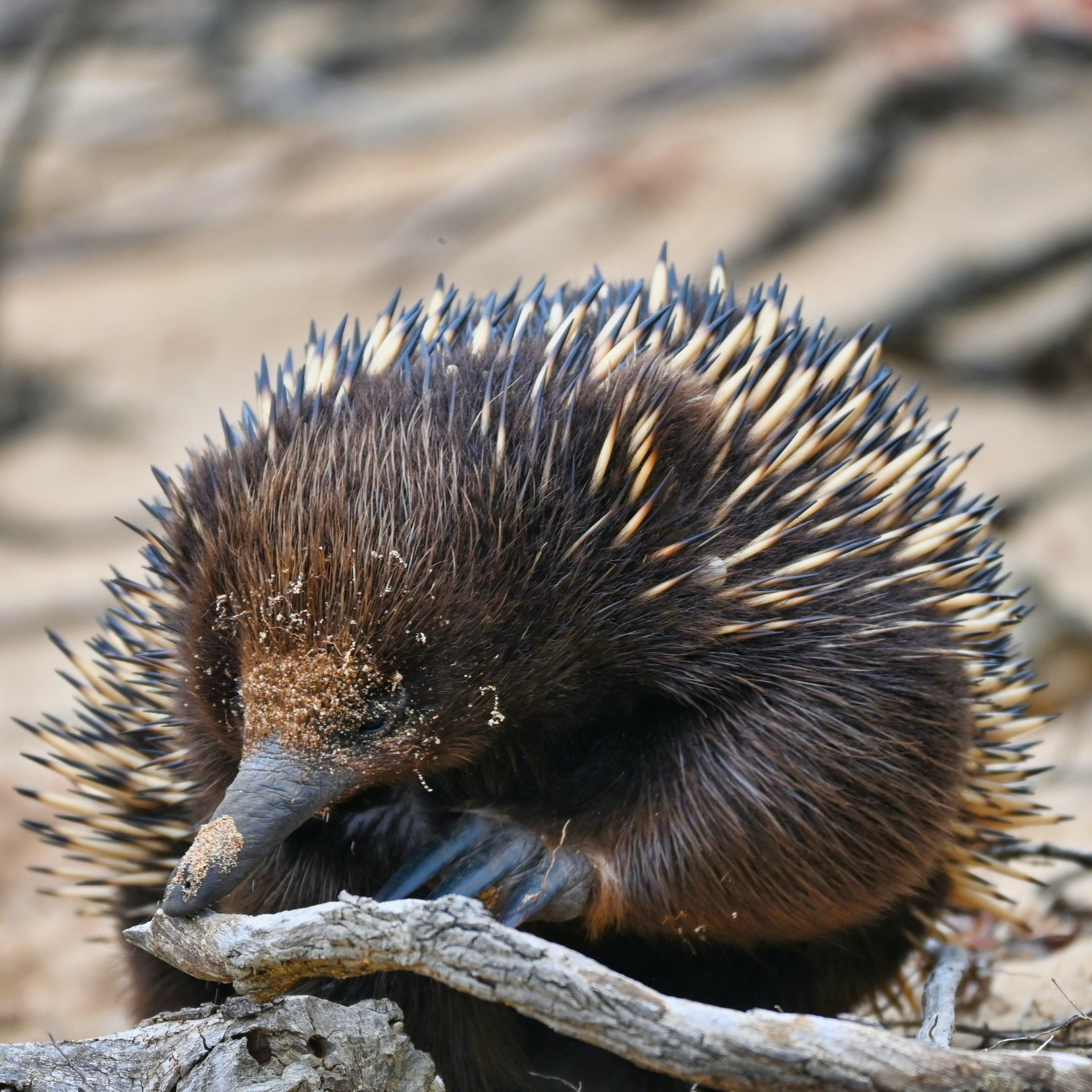 echidna looking for food