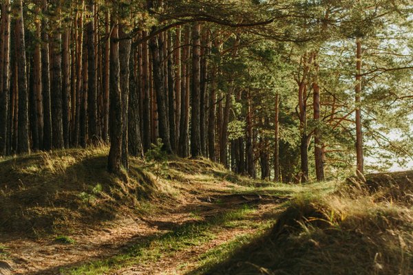 CSS drop shadow filter on HTML img element