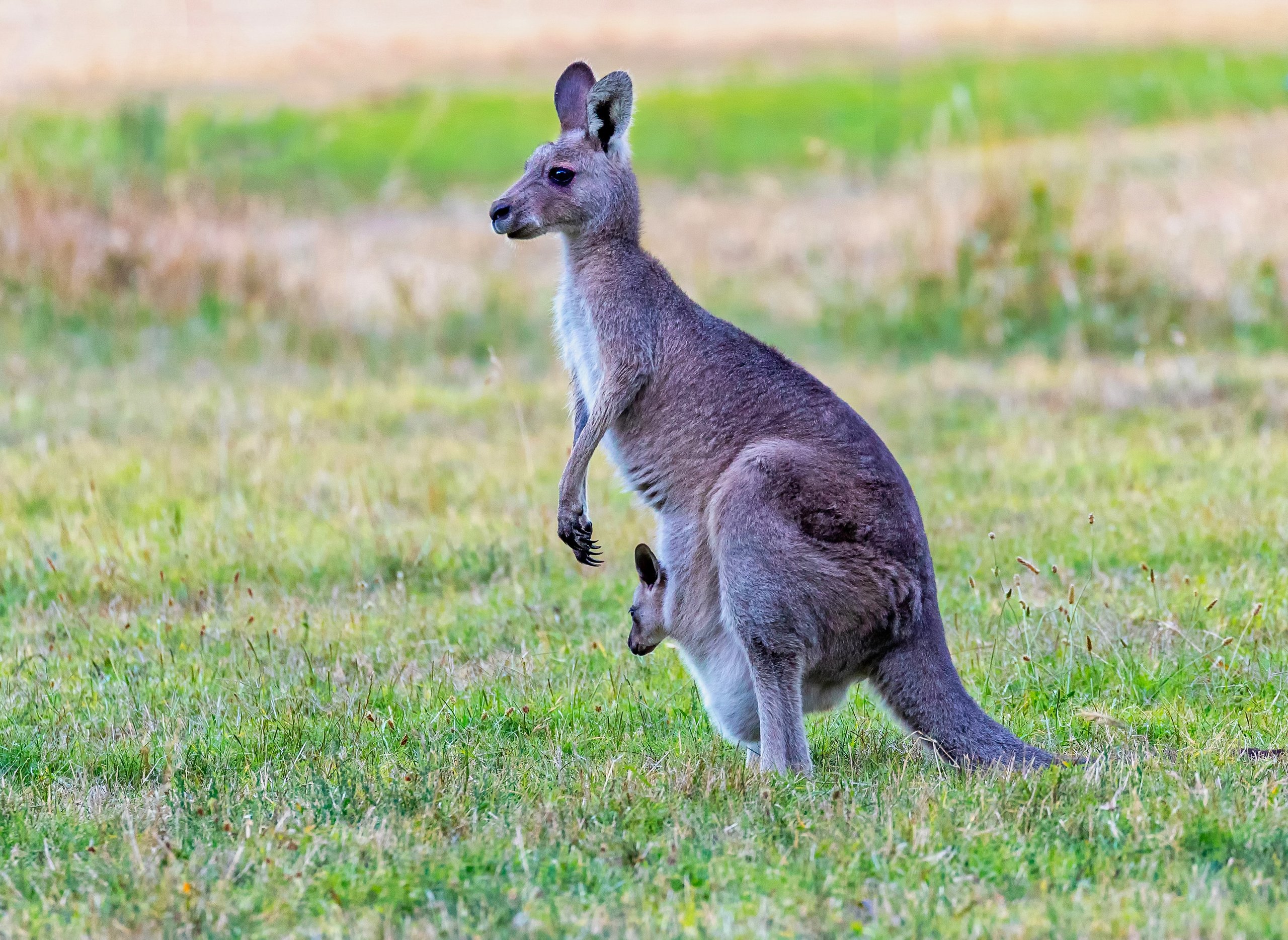 kangaroo with joey in pouch