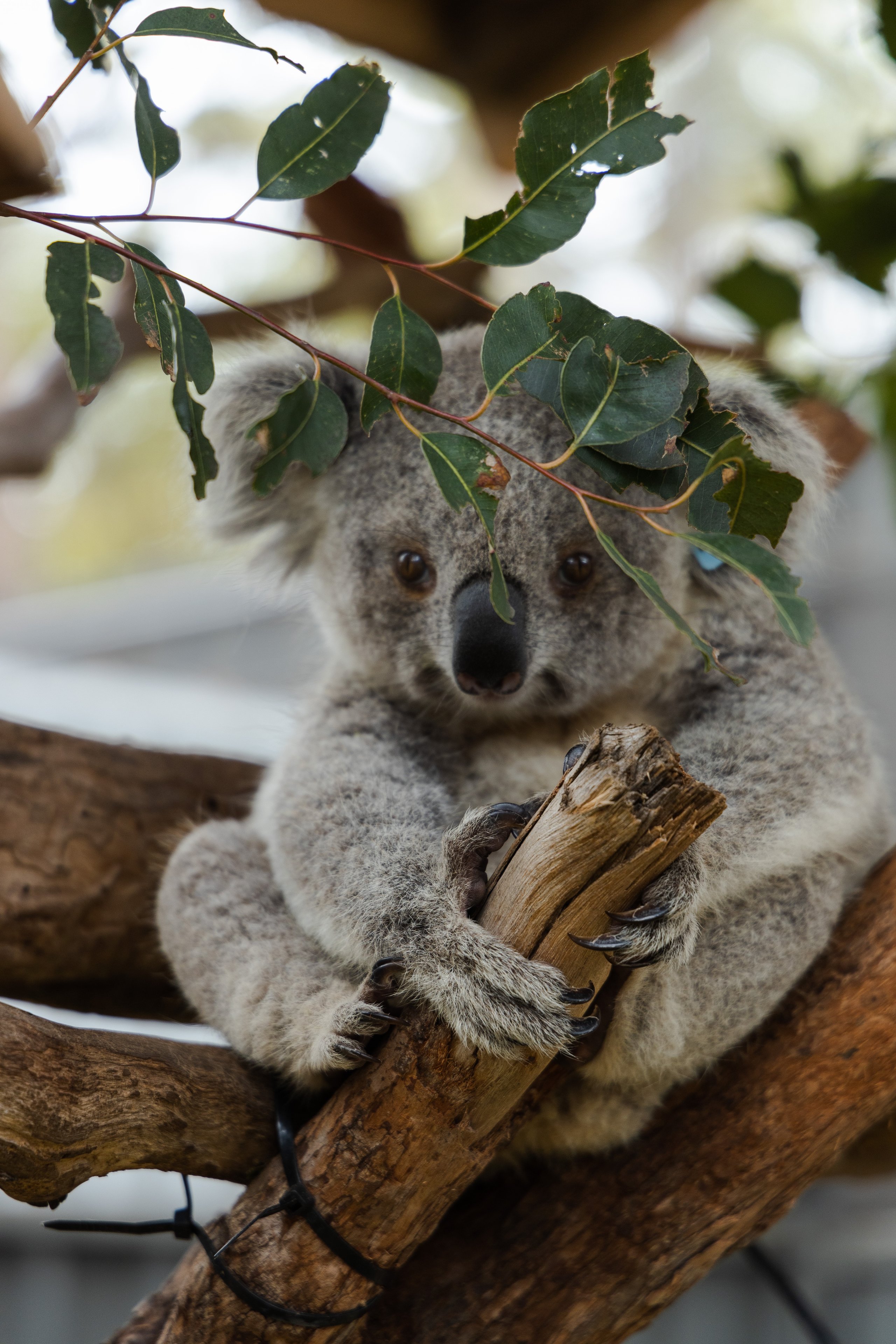 koala holding onto tree
